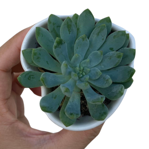 Plant Delivery | Succulent In A Heart Pot 7*4 CM